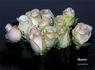 Blizzard rose photo