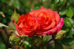 Celebrate Life ™ rose photo