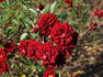 Trinity rose photo