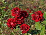 Trinity rose photo