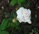 Rose d'Hivers rose photo