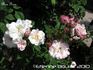 Alice Grey rose photo