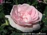 Belle Aurore rose photo