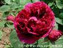 Madame Desprez rose photo