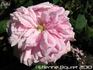 Oeillet rose photo