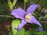 Petit Faucon clematis photo