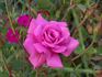 Simply Marvelous! ™ rose photo