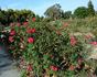 Cherry Glow rose photo