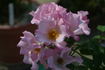 Puanani rose photo
