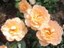 What a Peach ™ rose photo