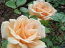 Gentle Persuasion rose photo