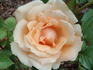 Gentle Persuasion rose photo