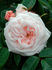 Morgabriel rose photo
