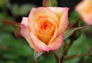 06-02-05 rose photo