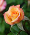 06-02-05 rose photo