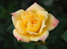 Yellow Magic rose photo
