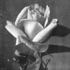 Innocente Pirola rose photo