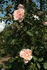 Birdie Blye rose photo