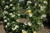 Buttercup rose photo