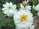 Avon rose photo