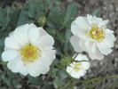 Avon rose photo