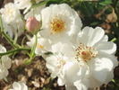 Avon rose photo