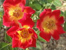 Neon Cowboy ™ rose photo