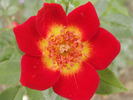 Neon Cowboy ™ rose photo
