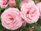 Pink Rosette rose photo