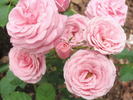 Pink Rosette rose photo