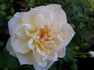 Dixie Beauty ™ rose photo