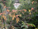 1-72-1DLFED1 rose photo