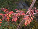 1-72-1DLFED1 rose photo