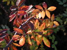 1-72-1DLFED1 rose photo