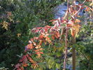 1-72-1DLFED1 rose photo