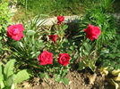Red Martini rose photo