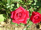Red Martini rose photo