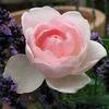 Johannes Schultheis rose photo