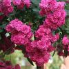Kessi rose photo