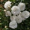 Sternschnuppe rose photo