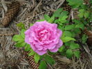 Alison rose photo