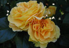 Sunsplash rose photo