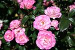 A Better Tomorrow rose photo