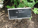 Isa Murdock rose photo