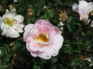 Isa Murdock rose photo