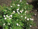 Isa Murdock rose photo