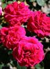 Captain Terrific rose photo