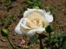 Alice Stern rose photo