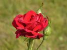 Belle Rouge rose photo