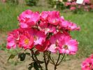 Buisman's Glory rose photo